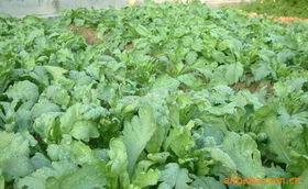 上海農(nóng)慶農(nóng)業(yè)科技咨詢公司 專業(yè)農(nóng)業(yè)信息咨詢，助力現(xiàn)代農(nóng)業(yè)發(fā)展