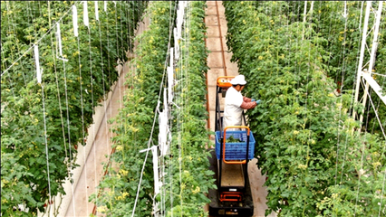 江蘇南通 龍?bào)J虎步，家庭農(nóng)場踏春來