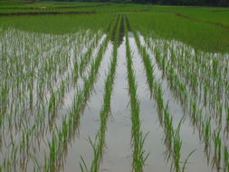 文山農(nóng)業(yè)信息網(wǎng) 打造現(xiàn)代農(nóng)業(yè)發(fā)展的智慧橋梁